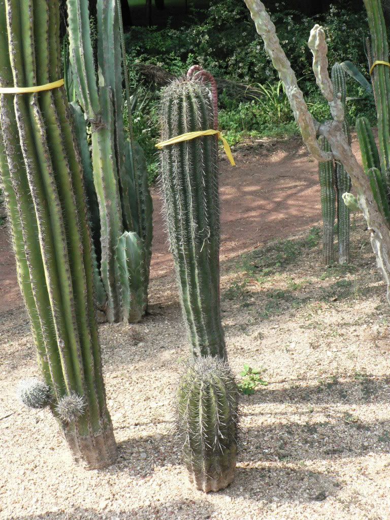 Fort Worth Botanical Gardens Cacti Garden - CactiGuide.com